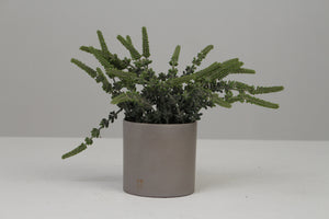 Grey Planter with Artificial Plant 4" x 4" - GS Productions