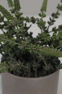 Grey Planter with Artificial Plant 4" x 4" - GS Productions