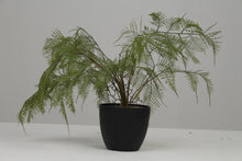 Load image into Gallery viewer, Black Planter with Artificial Green Plant (ferns) 6&quot; x 6&quot; - GS Productions
