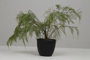 Black Planter with Artificial Green Plant (ferns) 6" x 6" - GS Productions