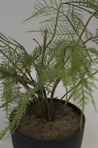 Black Planter with Artificial Green Plant (ferns) 6" x 6" - GS Productions