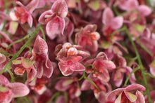 Load image into Gallery viewer, Pink Peach Artificial Bunch of Flowers 16&quot; x 16&quot; - GS Productions
