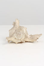 Load image into Gallery viewer, Dull off-White Seashell Bugle 8&quot; x 10&quot; - GS Productions
