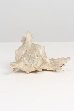 Dull off-White Seashell Bugle 8