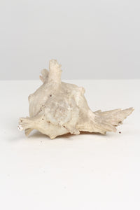 Dull off-White Seashell Bugle 8" x 10" - GS Productions
