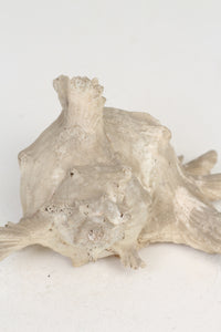 Dull off-White Seashell Bugle 8" x 10" - GS Productions