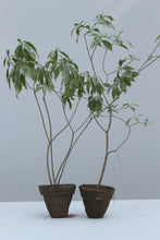 Load image into Gallery viewer, Green Fresh &amp; Decorative Plants - GS Productions
