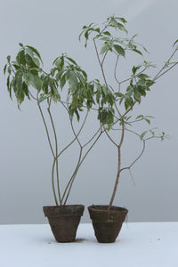 Green Fresh & Decorative Plants - GS Productions