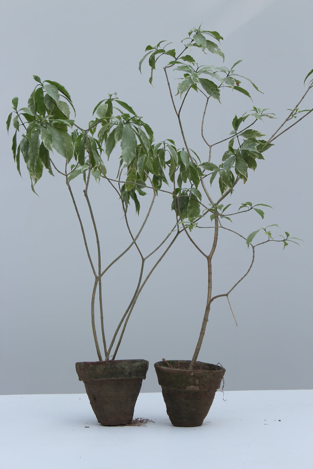 Green Fresh & Decorative Plants - GS Productions