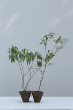 Load image into Gallery viewer, Green Fresh &amp; Decorative Plants - GS Productions
