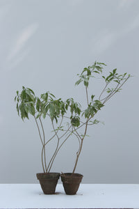Green Fresh & Decorative Plants - GS Productions