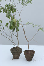 Load image into Gallery viewer, Green Fresh &amp; Decorative Plants - GS Productions
