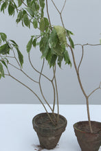 Load image into Gallery viewer, Green Fresh &amp; Decorative Plants - GS Productions
