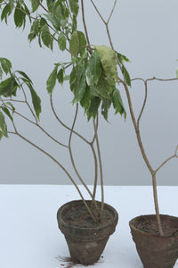 Green Fresh & Decorative Plants - GS Productions