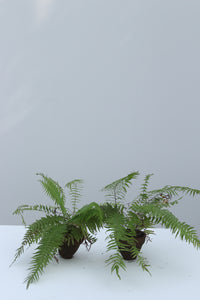 Green Fresh & Decorative Plants - GS Productions