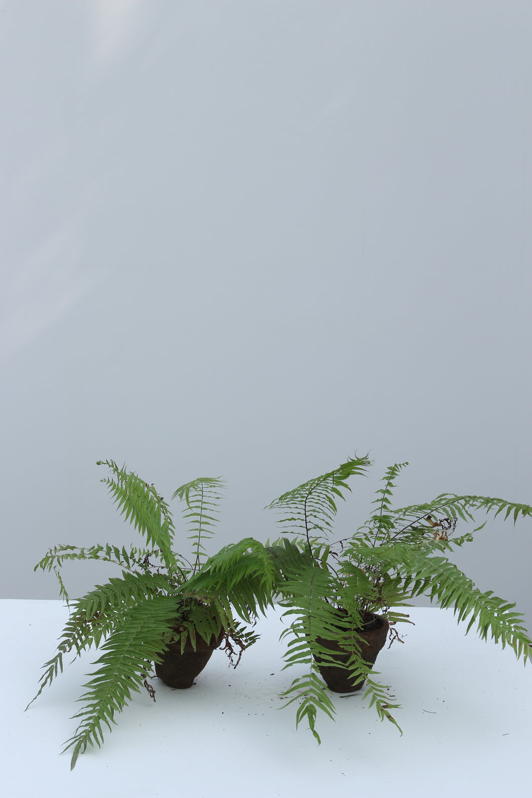 Green Fresh & Decorative Plants - GS Productions