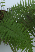 Load image into Gallery viewer, Green Fresh &amp; Decorative Plants - GS Productions
