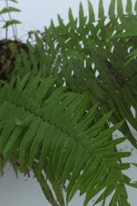 Green Fresh & Decorative Plants - GS Productions