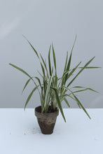 Load image into Gallery viewer, Green Fresh &amp; Decorative Plants - GS Productions
