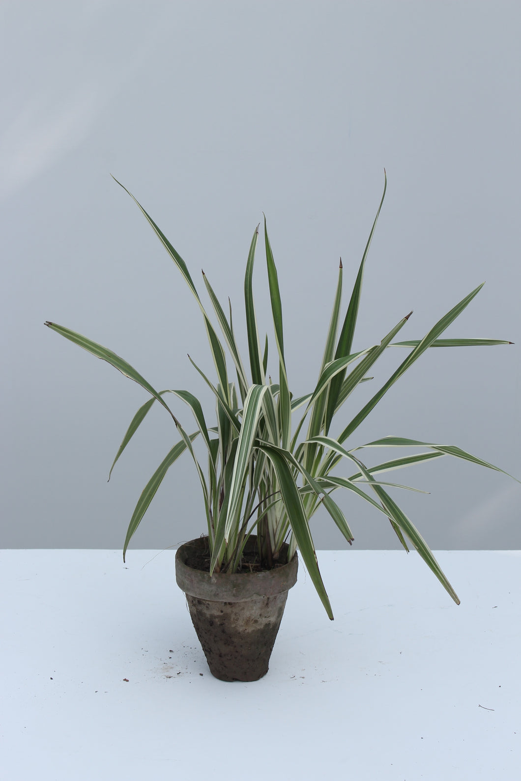 Green Fresh & Decorative Plants - GS Productions