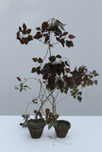 Load image into Gallery viewer, Black Fresh &amp; Decorative Plants - GS Productions
