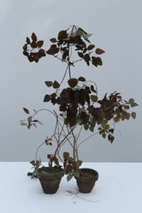 Black Fresh & Decorative Plants - GS Productions