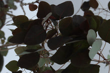 Load image into Gallery viewer, Black Fresh &amp; Decorative Plants - GS Productions
