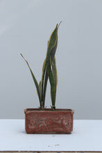 Load image into Gallery viewer, Green Fresh &amp; Decorative Plants - GS Productions
