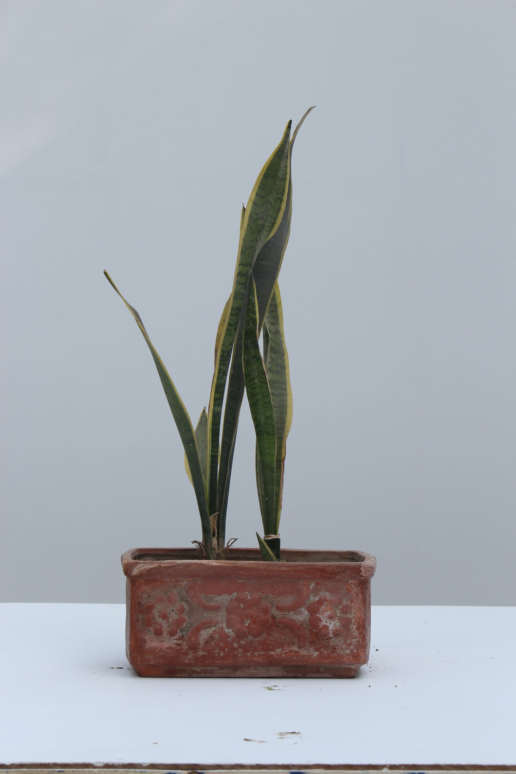 Green Fresh & Decorative Plants - GS Productions