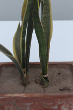 Load image into Gallery viewer, Green Fresh &amp; Decorative Plants - GS Productions

