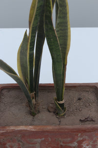 Green Fresh & Decorative Plants - GS Productions