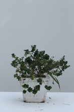 Load image into Gallery viewer, Green Fresh &amp; Decorative Plants - GS Productions
