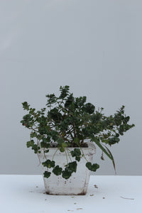 Green Fresh & Decorative Plants - GS Productions