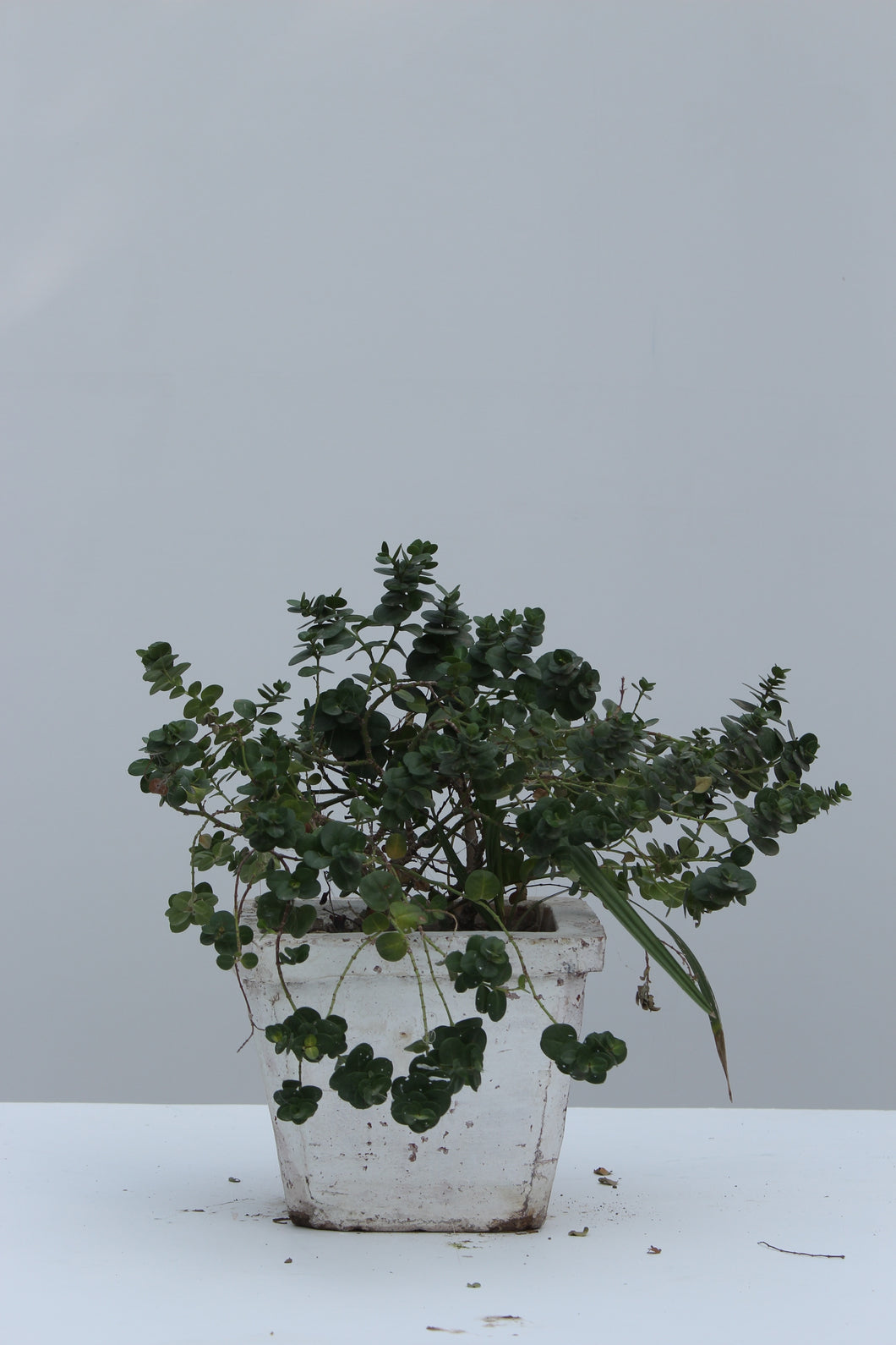Green Fresh & Decorative Plants - GS Productions