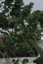 Load image into Gallery viewer, Green Fresh &amp; Decorative Plants - GS Productions
