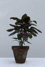 Load image into Gallery viewer, Green Fresh &amp; Decorative Plants - GS Productions
