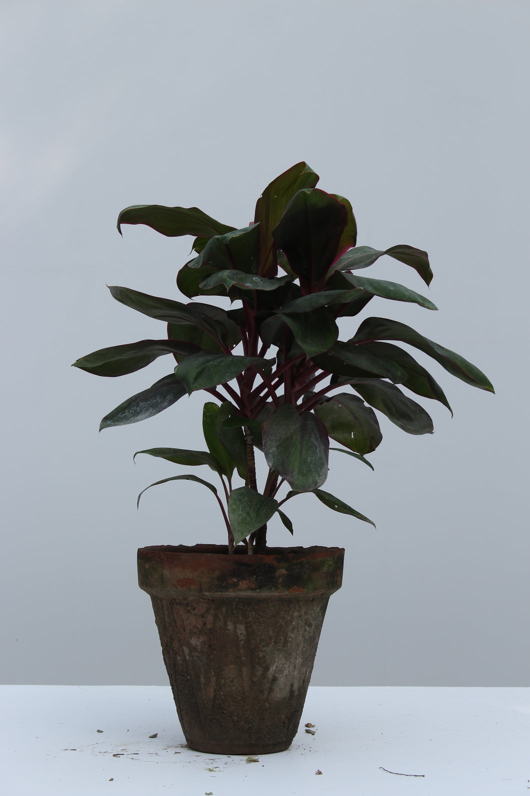 Green Fresh & Decorative Plants - GS Productions