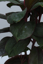 Load image into Gallery viewer, Green Fresh &amp; Decorative Plants - GS Productions
