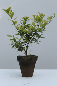 Green Fresh & Decorative Plants - GS Productions
