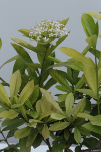 Green Fresh & Decorative Plants - GS Productions