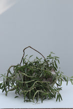 Load image into Gallery viewer, Green Fresh &amp; Decorative Plants - GS Productions
