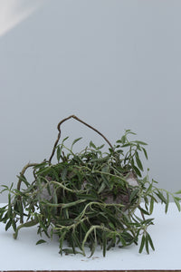 Green Fresh & Decorative Plants - GS Productions