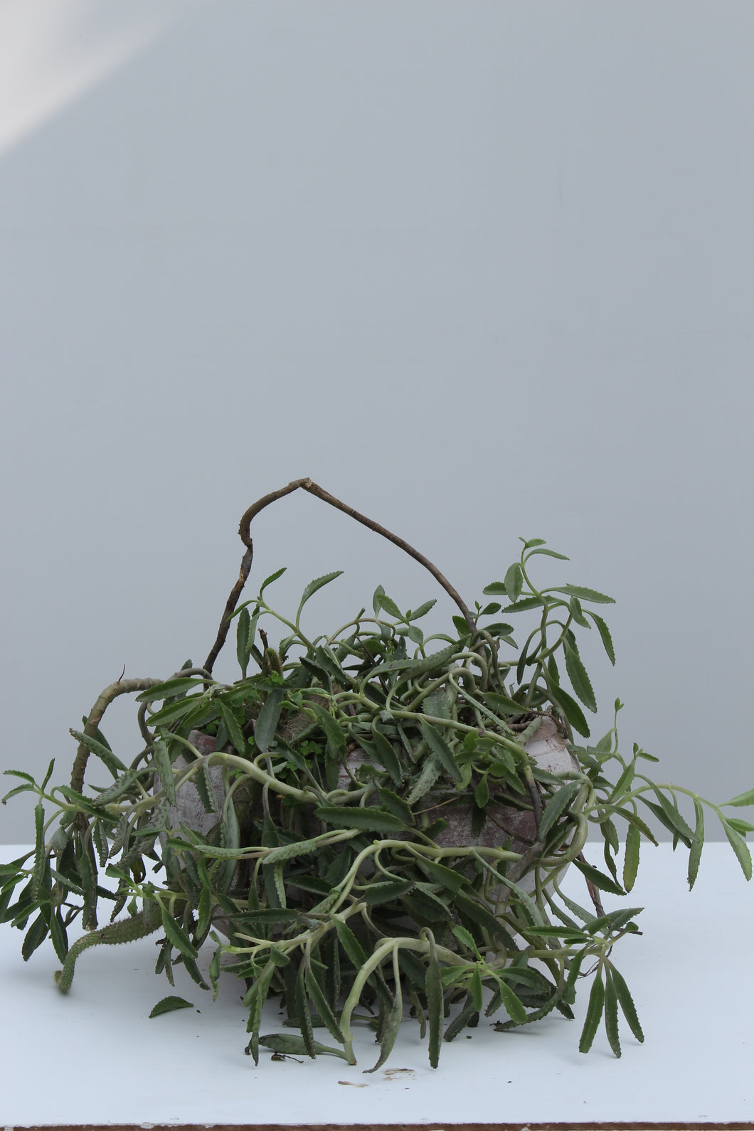 Green Fresh & Decorative Plants - GS Productions