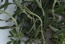 Load image into Gallery viewer, Green Fresh &amp; Decorative Plants - GS Productions
