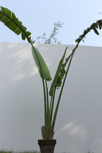 Load image into Gallery viewer, Green Fresh &amp; Decorative Plants - GS Productions
