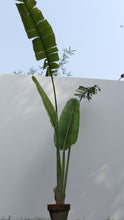 Load image into Gallery viewer, Green Fresh &amp; Decorative Plants - GS Productions
