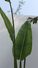 Load image into Gallery viewer, Green Fresh &amp; Decorative Plants - GS Productions
