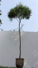 Load image into Gallery viewer, Green Fresh &amp; Decorative Plants - GS Productions
