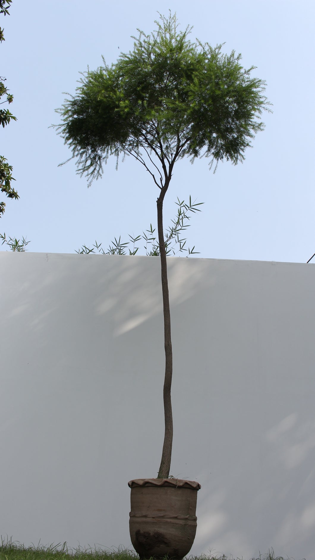 Green Fresh & Decorative Plants - GS Productions