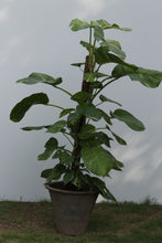 Load image into Gallery viewer, Green Fresh &amp; Decorative Plants - GS Productions
